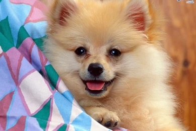 17413) Cute Animal Picture Wallpapers Attachment   WalOps.com