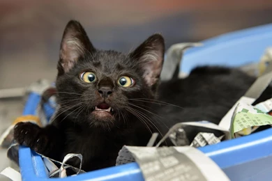 Animal Wallpapers, Wild Animal Wallpapers, Cool Pets, Free ...