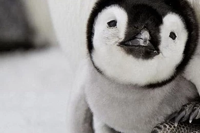 Cute animal iphone wallpapers ...