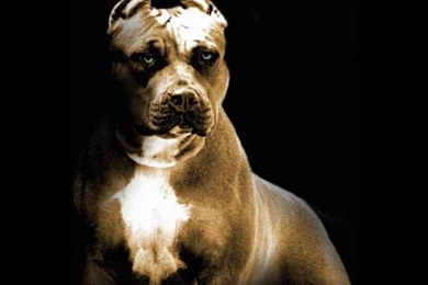 Pitbull Dog New Wallpapers