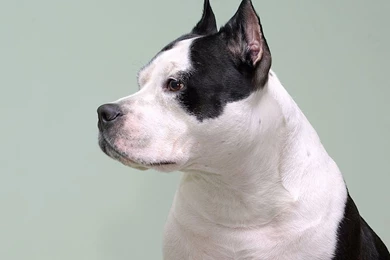 American Pitbull Dog Wallpapers , New Wallpapers, New Wallpapers