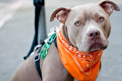 Cute Pitbull Dog iPad Wallpapers Download