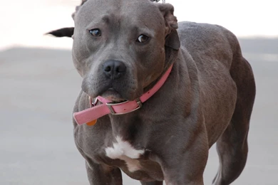 Hd pictures of blue pitbulls puppies.jpg