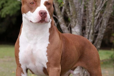 Is The American Pit Bull The Right Breed For You?