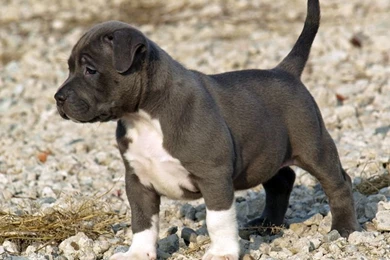10 Adorable Pitbull Puppies Who're Ready To Blow Your Mind!