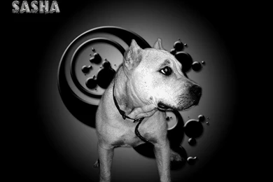 Pit_bull_terrier_sasha_wallpaper.jpg