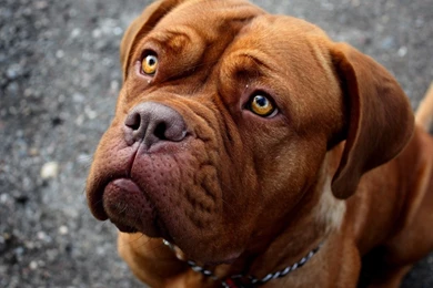 Pit Bull By Kimberly Saldivar   ThingLink