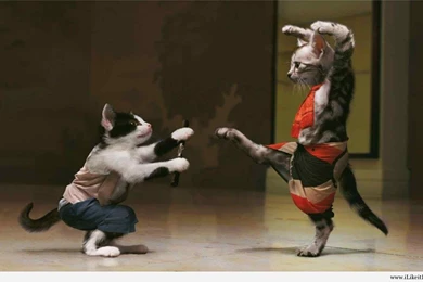 Funny Comedy Hd Wallpapers 2.jpeg