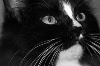 Cat   Pets   E Reader Backgrounds   Kindle Screensavers, Nook ...