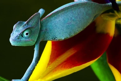 Mobile Phone Wallpapers