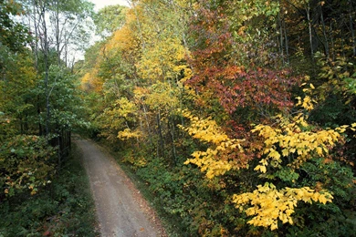 Country Forest Roadway Free Desktop Backgrounds   Free Wallpapers Image