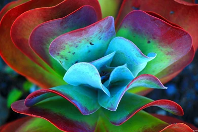 Windows Themes To Make Your Desktop Foxy (for Real)