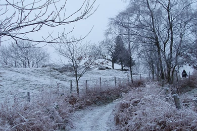 Frosty Country Lane