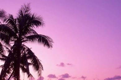 640x960 Pink Sunset Iphone 4 Wallpapers