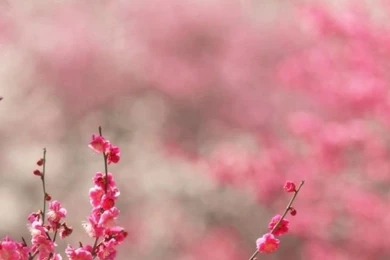 Pink iPhone 5 Wallpapers