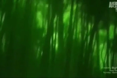 Search For Bigfoot Coming To Louisiana