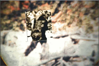 Argosy Comparison Clip From The Patterson Bigfoot Film.   YouTube