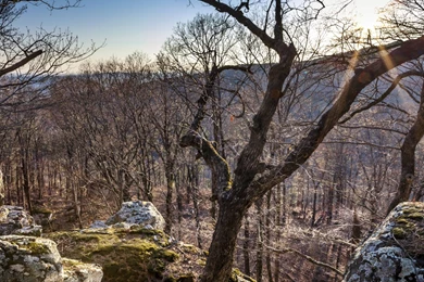 Late Winter Sun From Bigfoot Hollow Arkansas HD Wallpapers For Your ...