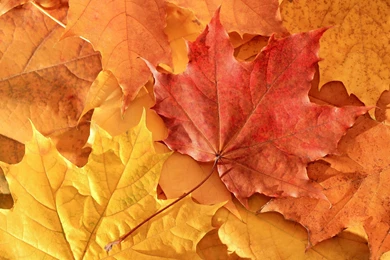 Wallpapers Autumn, Leaf, Macro, Maple Desktop Wallpapers » Nature ...