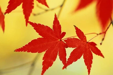 Autumn Impression   Autumn Shot   Wallcoo.net