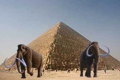 Woolly Mammoth HD Wallpaper, Woolly Mammoth Images Free, New ...