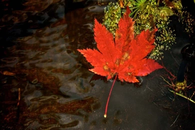 Fall Leaf Water Wallpapers