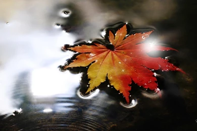 Sparkling Fall Leaf >> HD Wallpaper, Get It Now!