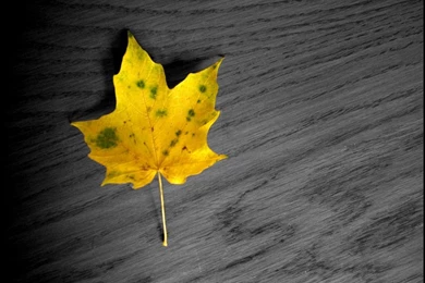 Autumn Leaves Wallpapers 2 By KWilliamsPhoto On DeviantArt