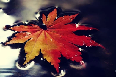 Water Leaf Autumn Nature Wallpapers