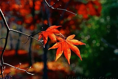 Photo: Red Maple Leaves, Beautiful Red Fall Leaves 14   Wallcoo.net