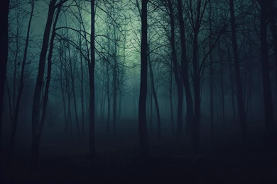 Dark Forest Backgrounds   Wallpaper.