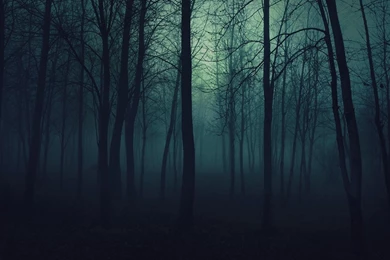 Dark Forest Backgrounds   Wallpapers Cave