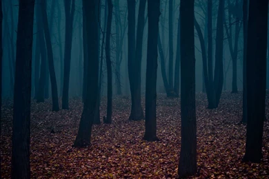 Dark Forest Wallpapers Gallery Images