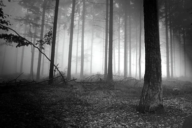 Pix For Cool Dark Forest Backgrounds