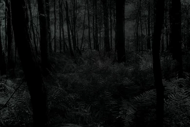 Creepy Dark Forests Trees Woods Wallpapers   (