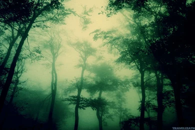 HDR Forest Backgrounds Wallpapers