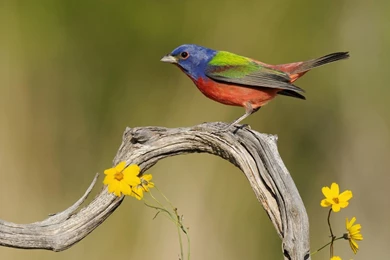 Colorful Birds HD Wallpaper, Colorful Birds Pictures