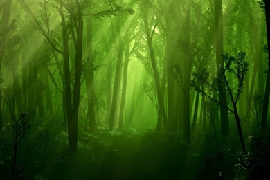 Forest HDR HD Pictures