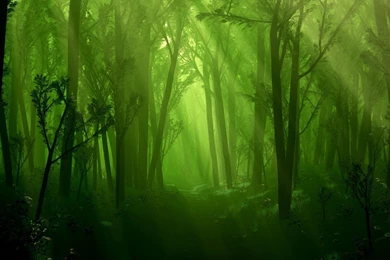 Dark Forest Wallpapers >> Backgrounds With Quality HD