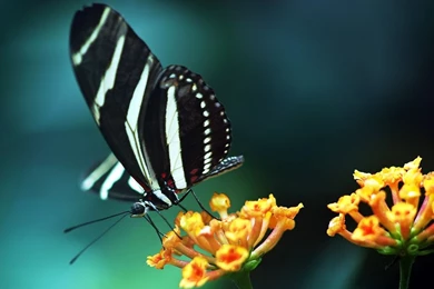 Beautiful Wallpapers Download Free For Desktop   Wallpapers HD Wide