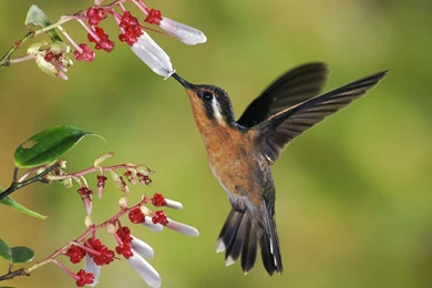 Birds Wallpaper Hd Free Download5.jpg