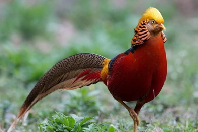 Golden Pheasant Birds HD Wallpapers