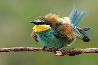 Hd birds wallpaper.jpg