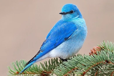 Beautiful Birds Wallpapers HD Pictures