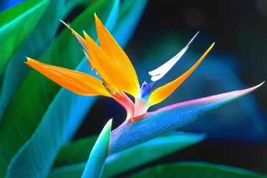 Bird Of Paradise Wallpapers