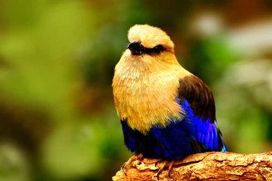 1685 Bird HD Wallpapers