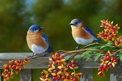 Download Beautiful Birds Wallpapers 1920x1200