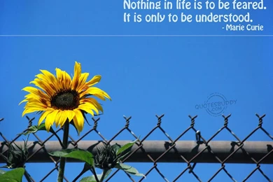 Enjoy Your Life Quotes Desktop Wallpaper free for desktop download