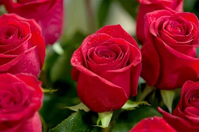 Top 25 Most Beautiful Red Roses