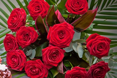 Yellow Rose Free Wallpaper: Pictures Of Red Roses